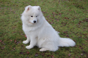 molly-lesne-wilki